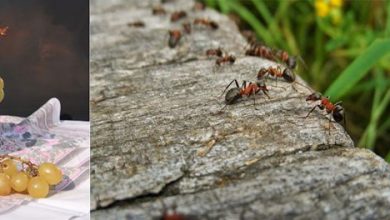 ترفند خانه داری ۳ - پرس بسته بندی مواد غذایی - فراری دادن مورچه ها از شکر - لکه چربی سفره